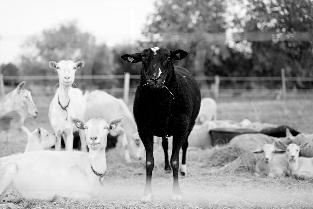 Black sheep. Free public domain CC0 photo.