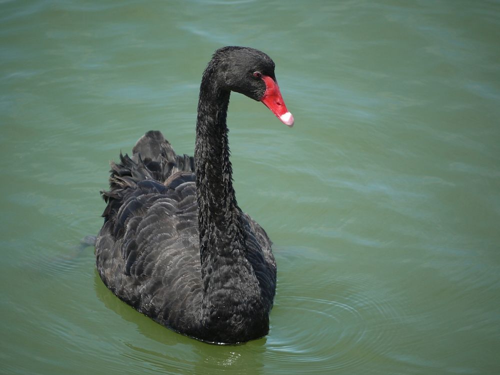 Beautiful black swan swimming alone. Free public domain CC0 photo.