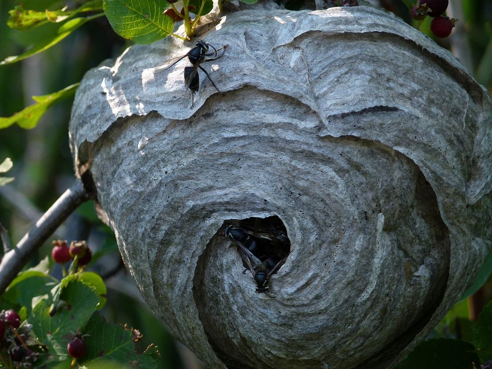 Bee nest, animal photography. Free public domain CC0 image.