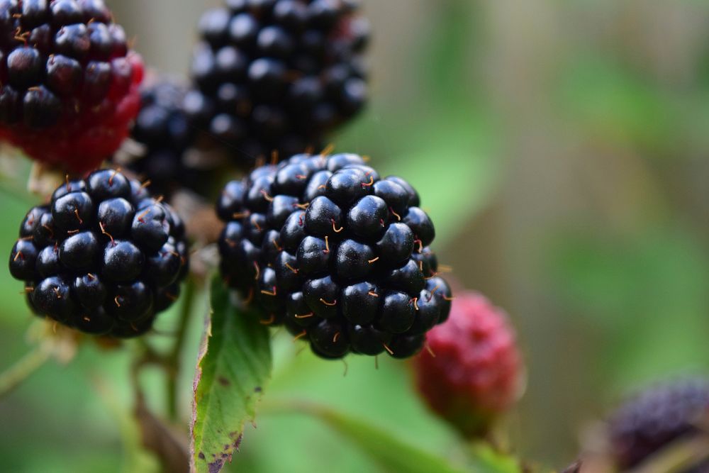 Closeup on blackberry fruit on bush. Free public domain CC0 photo.