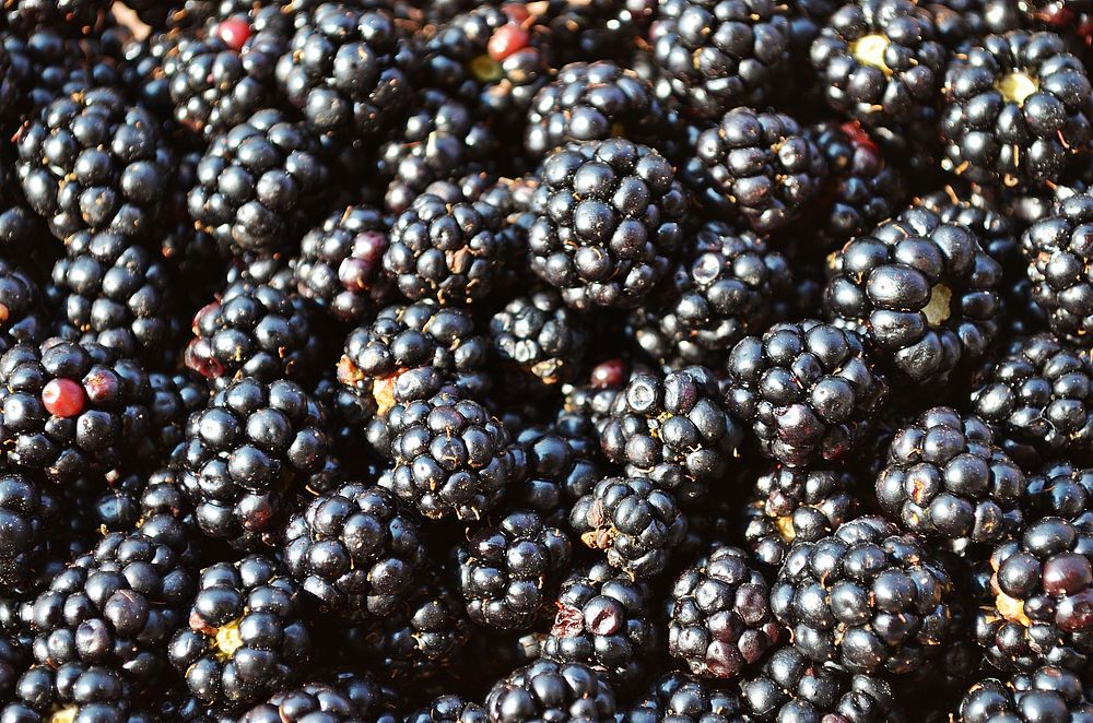 Pile of blackberries. Free public domain CC0 photo.