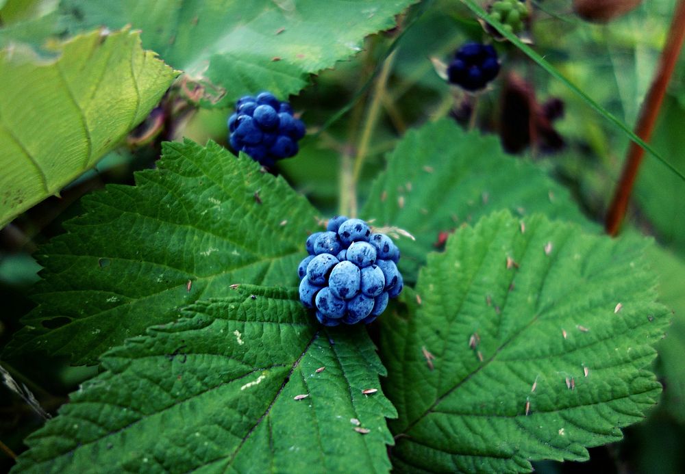 Closeup on blackberry fruit on bush. Free public domain CC0 photo.