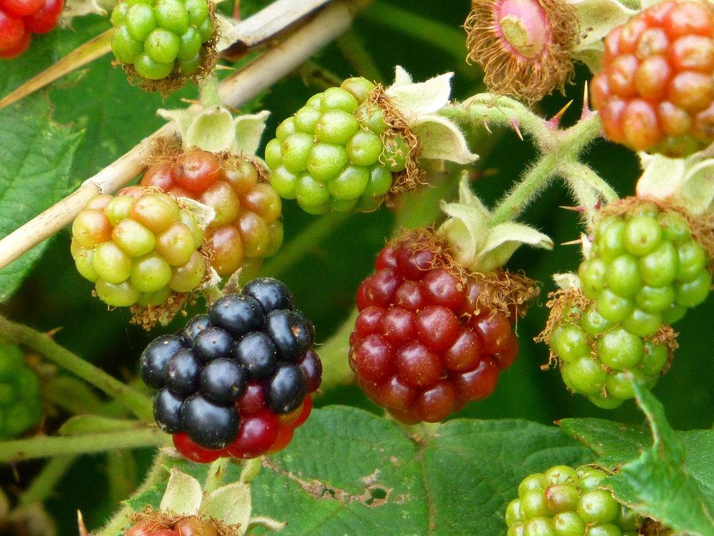 Closeup on unripe blackberries.Free public domain CC0 image. 