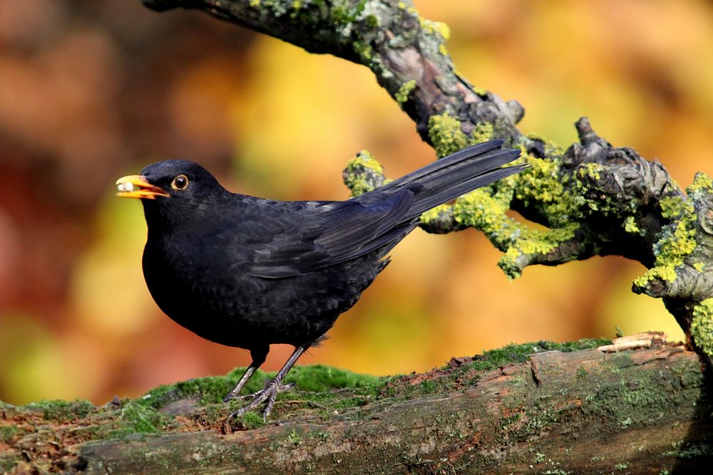 Common blackbird, animal photo. Free public domain CC0 image.