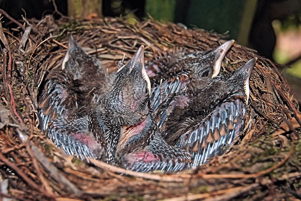 Hungry baby birds in nest. Free public domain CC0 image.