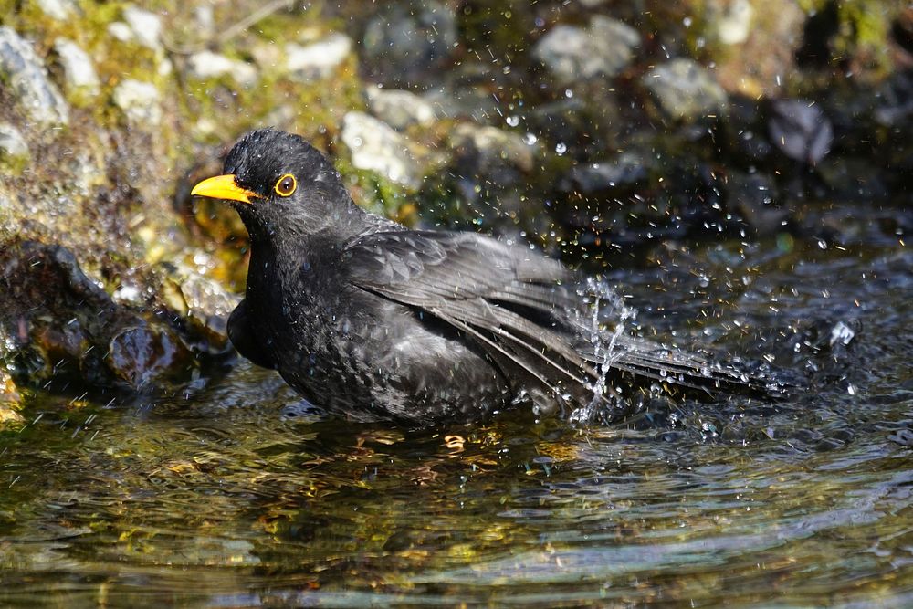 Common blackbird, animal photo. Free public domain CC0 image.