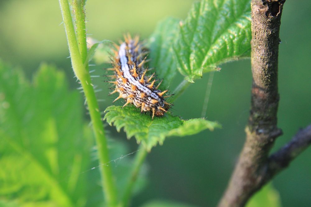 Caterpillar on leaf. Free public domain CC0 image.