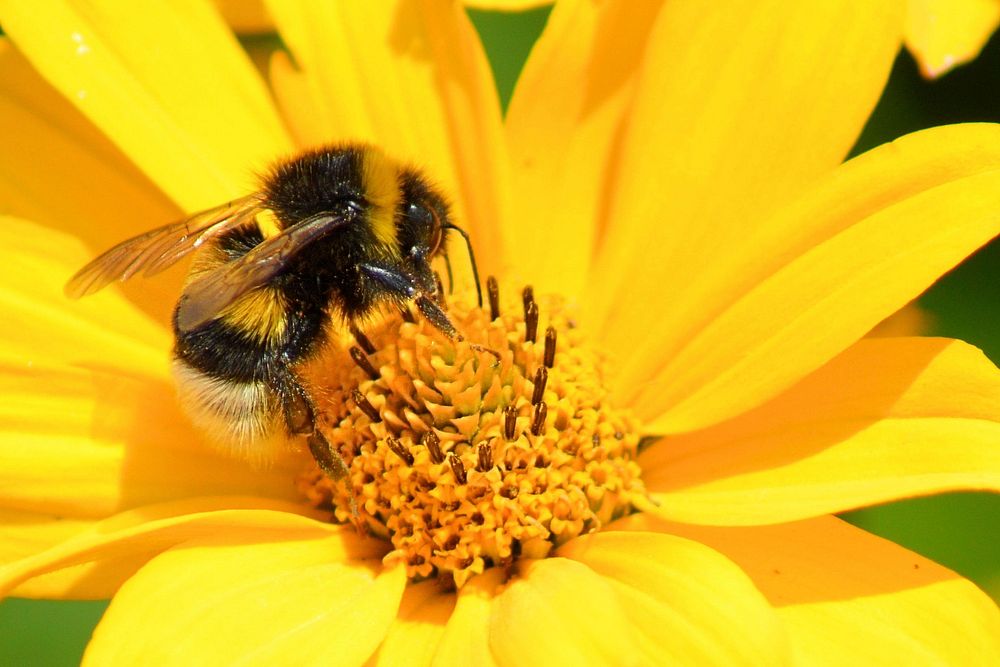 Bumblebee and yellow flower background. Free public domain CC0 image.