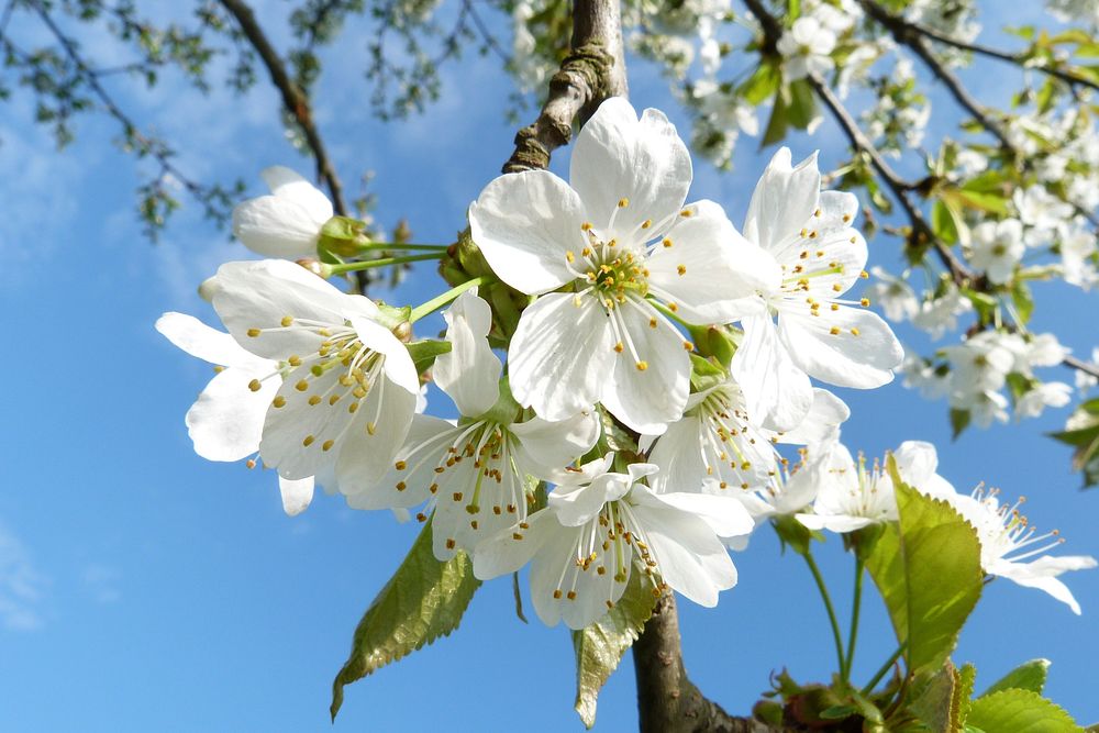 White cherry blossom background. Free public domain CC0 photo.