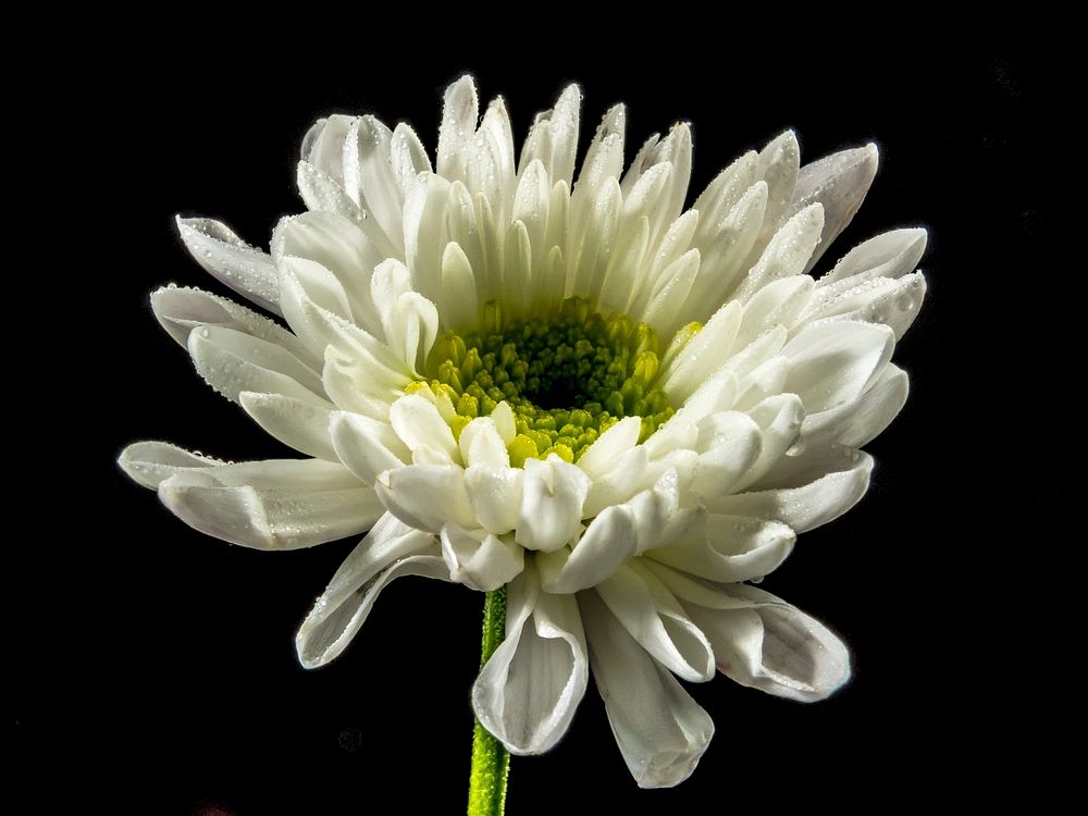 White chrysanthemum background. Free public domain CC0 image.