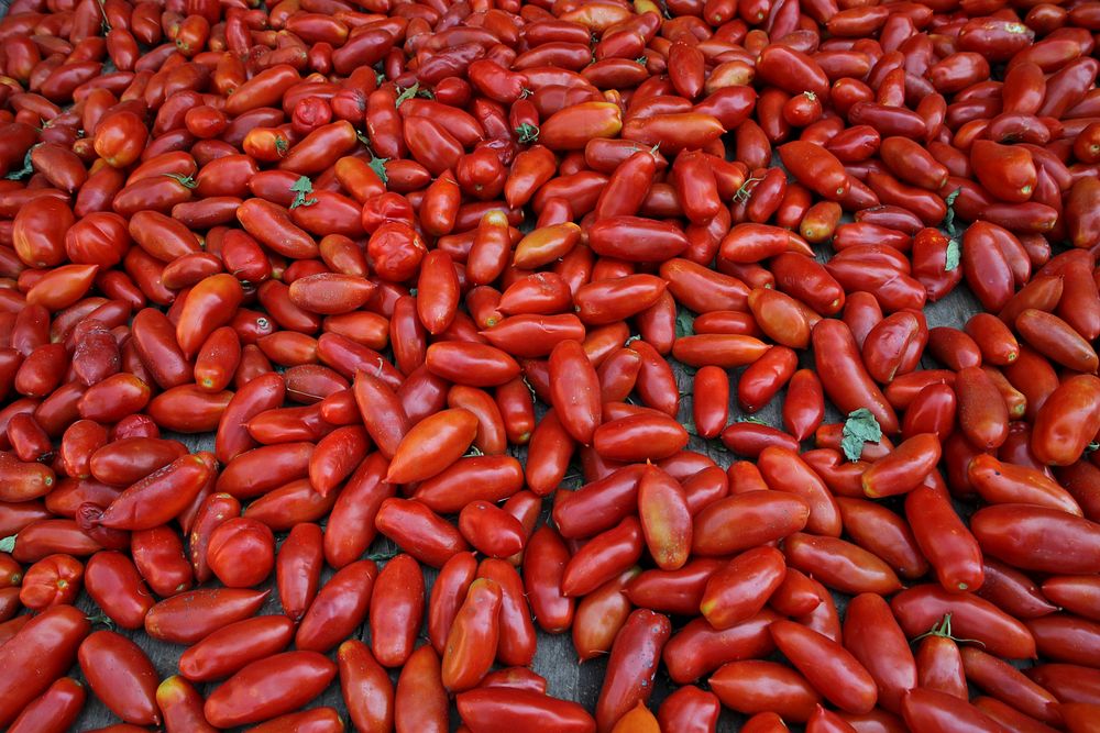 Free long red tomatoes image, public domain food CC0 photo.