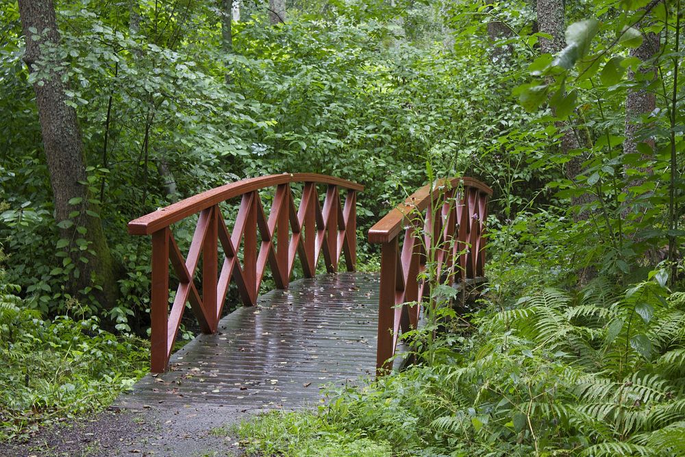 Wooden bridge in forest. Free public domain CC0 photo.
