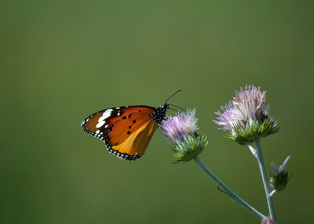 Butterfly on flower. Free public domain CC0 photo.