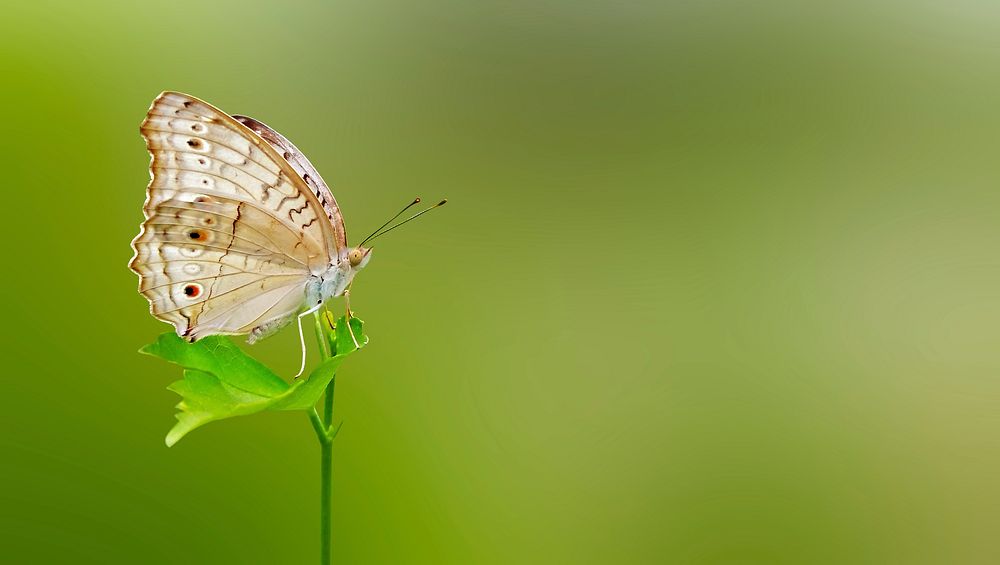 Butterfly in nature. Free public domain CC0 photo.