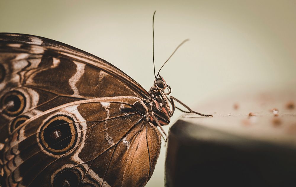 Butterfly on flower. Free public domain CC0 photo.