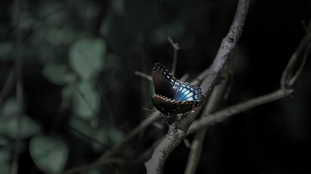 Butterfly in nature. Free public domain CC0 photo.