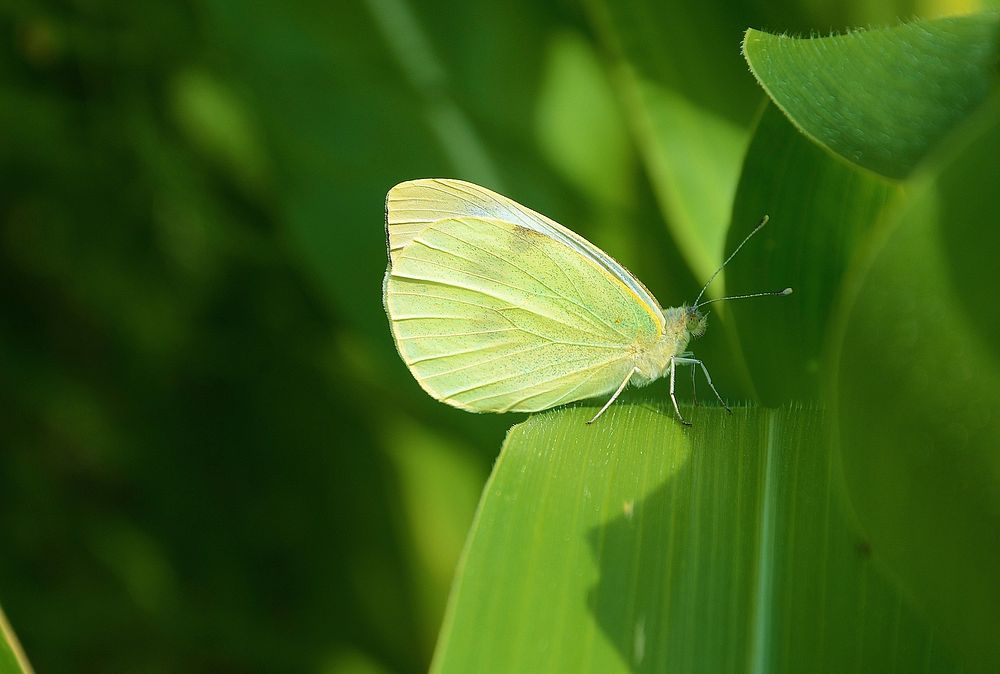 Small green butterfly on leaf. Free public domain CC0 photo