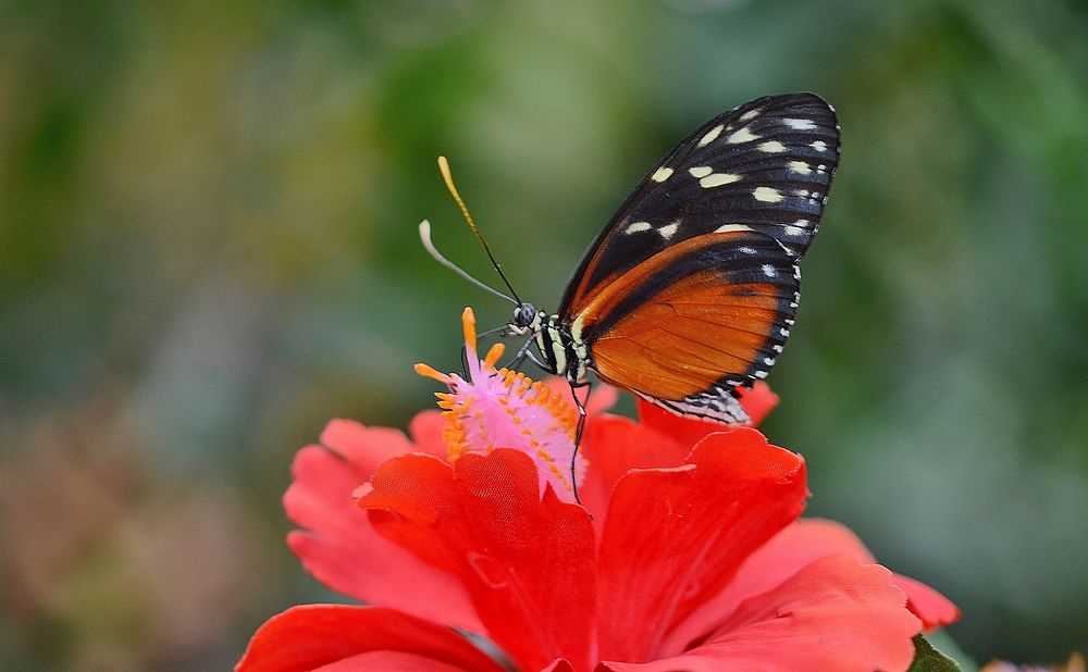 Beautiful butterfly on flower. Free public domain CC0 photo.