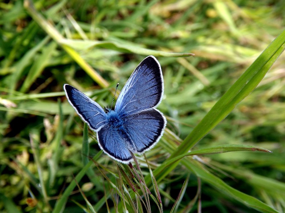 Beautiful butterfly in nature. Free public domain CC0 photo.