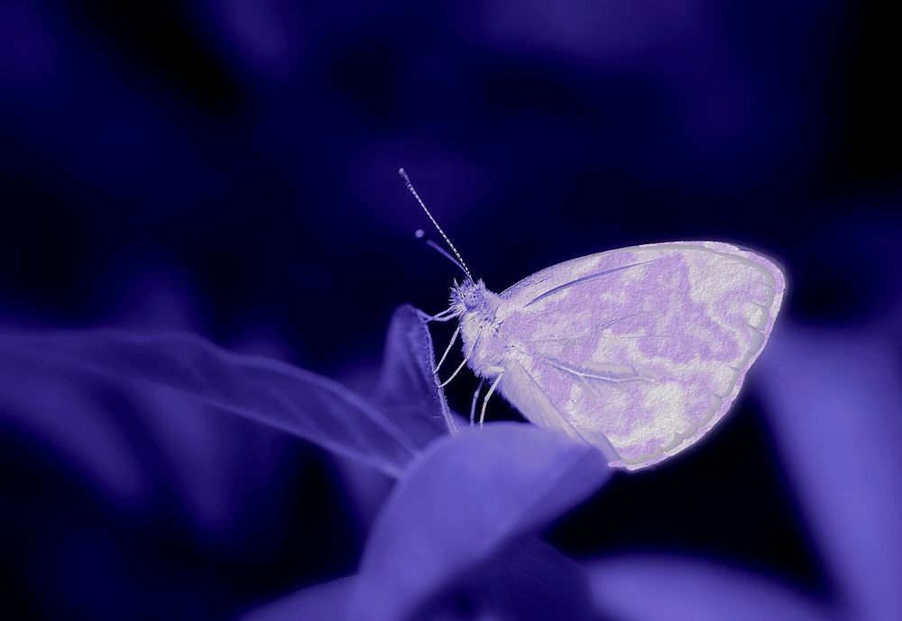 Butterfly under UV light. Free public domain CC0 photo.