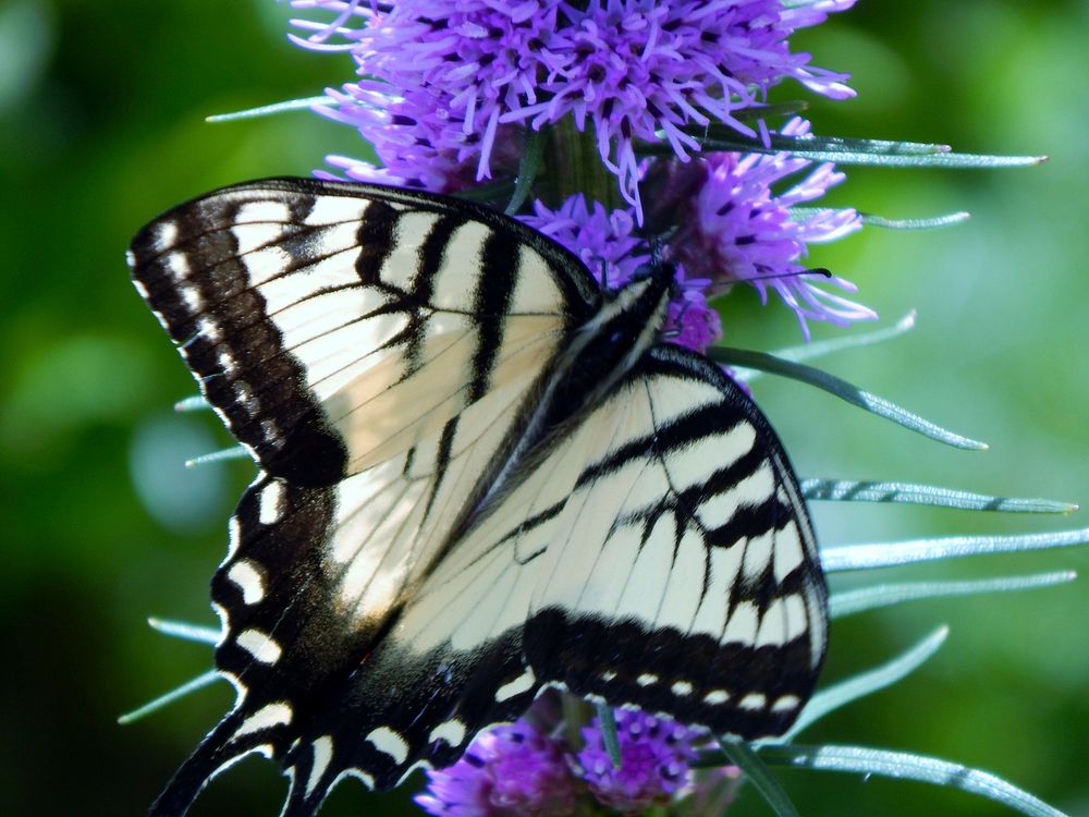 Beautiful butterfly on flower. Free public domain CC0 photo/image. 