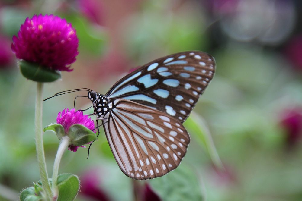 Beautiful butterfly on flower. Free public domain CC0 photo/image. 