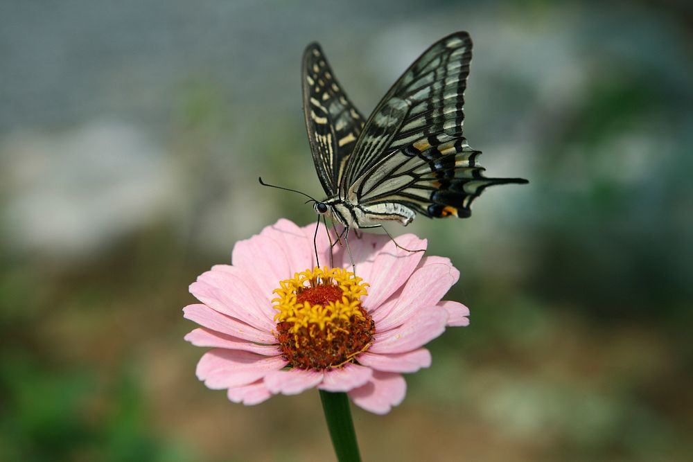 Butterfly on flower. Free public domain CC0 photo.