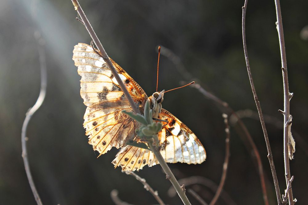 Butterfly in nature. Free public domain CC0 photo.