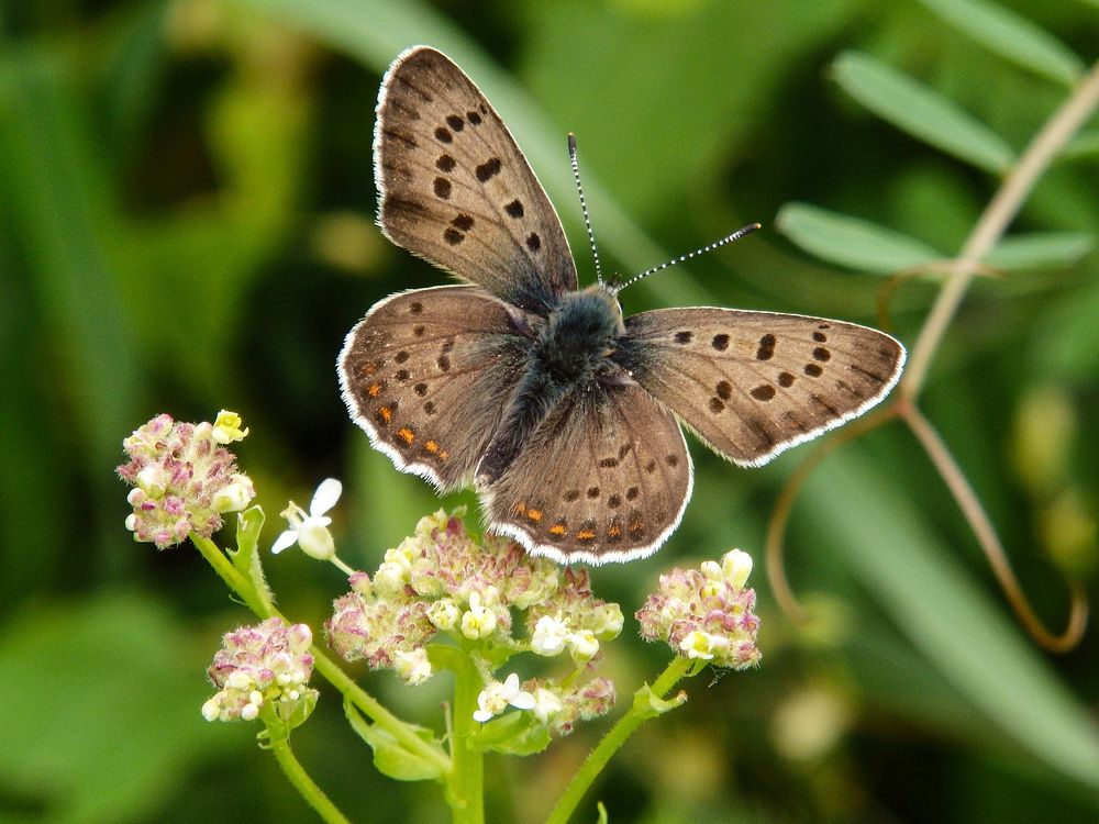 Butterfly on flower. Free public domain CC0 photo.