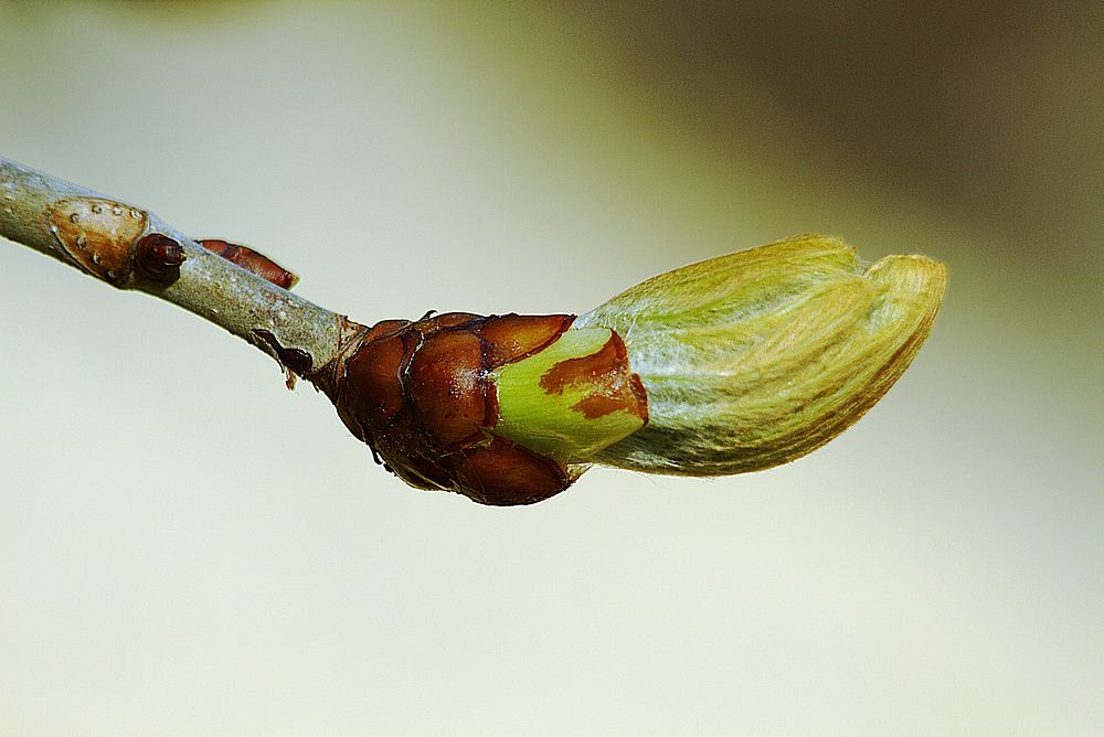 Flower bud. Free public domain CC0 image.