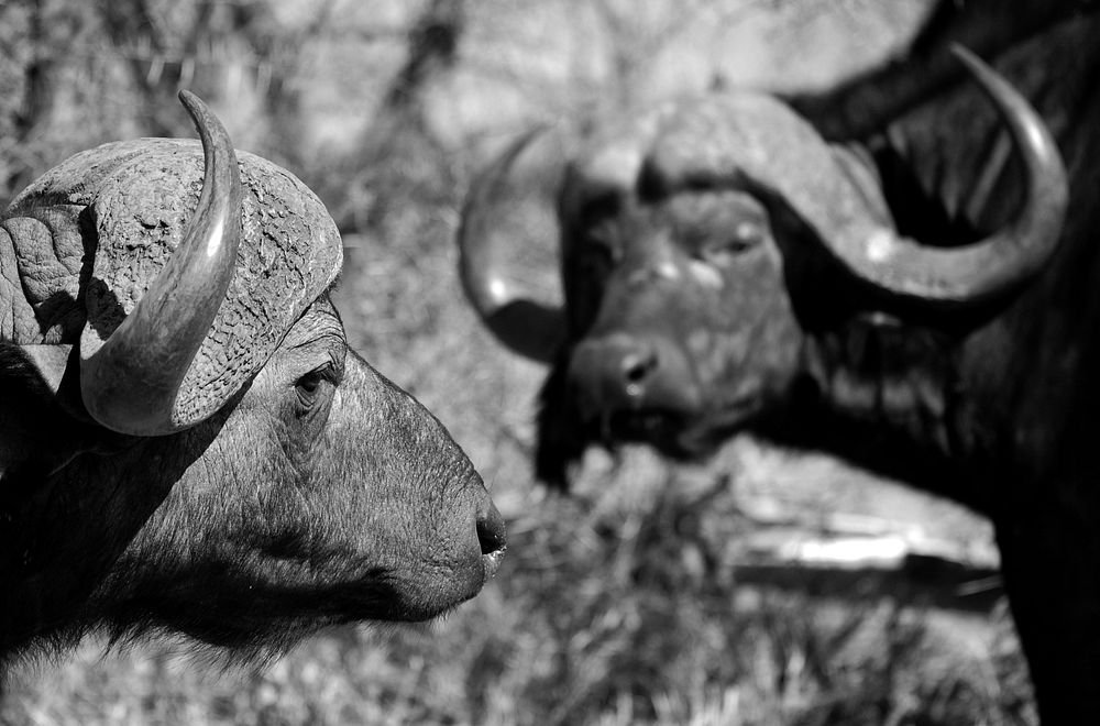 Buffalo black and white photo. Free public domain CC0 image.