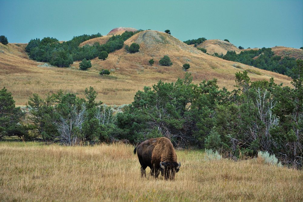 Buffalo, animal photo. Free public domain CC0 image.