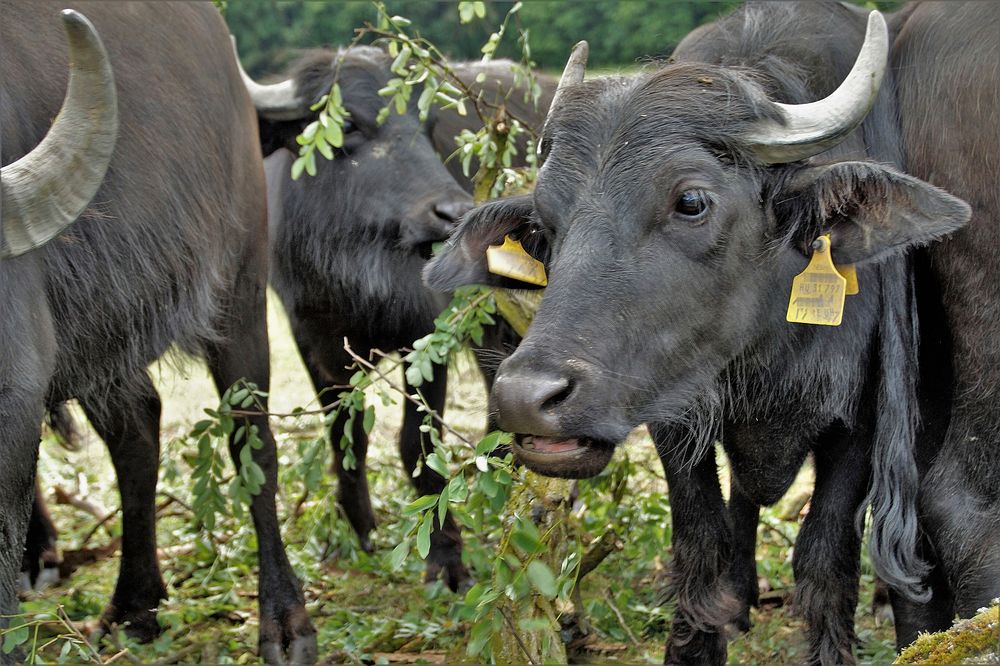 Cow livestocks at a farm. Free public domain CC0 image.