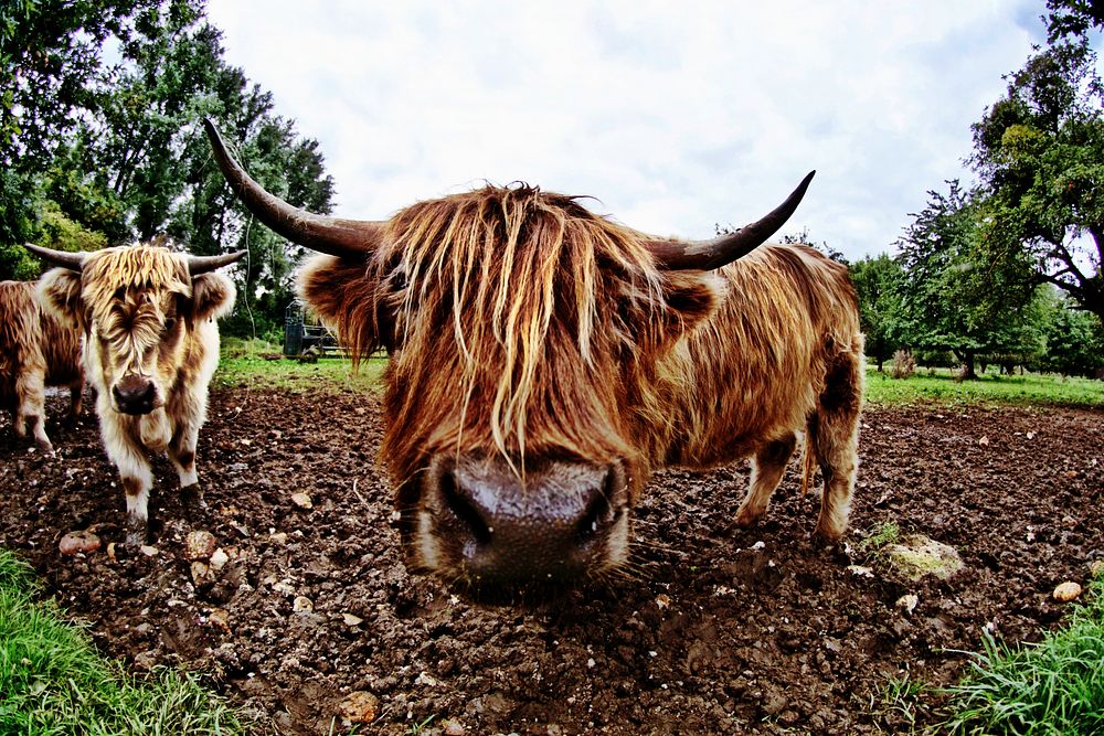 Nature cow & bull in the nature. Free public domain CC0 photo