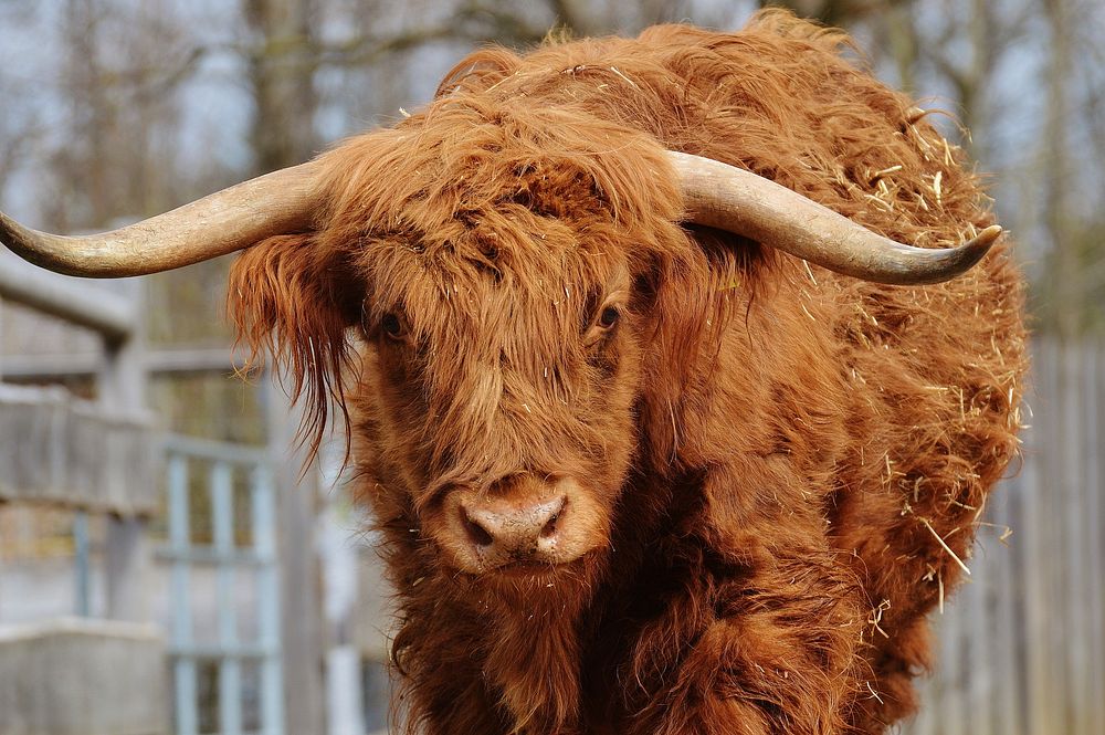 Nature cow & bull in the nature. Free public domain CC0 photo