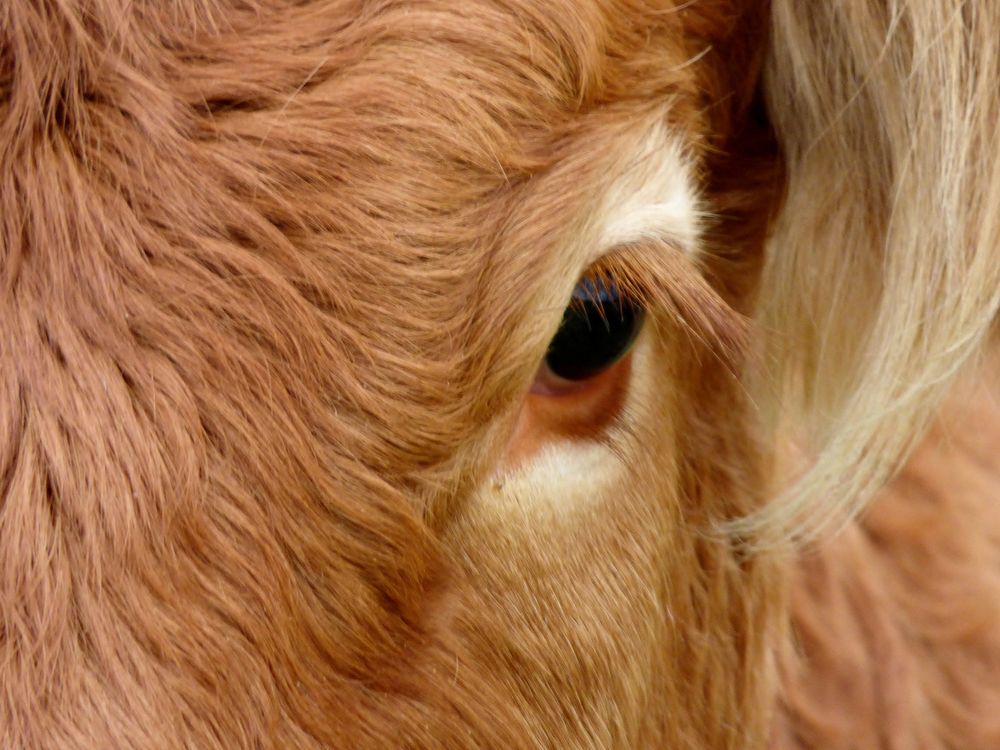 Bull, farm animal photography. Free public domain CC0 image.