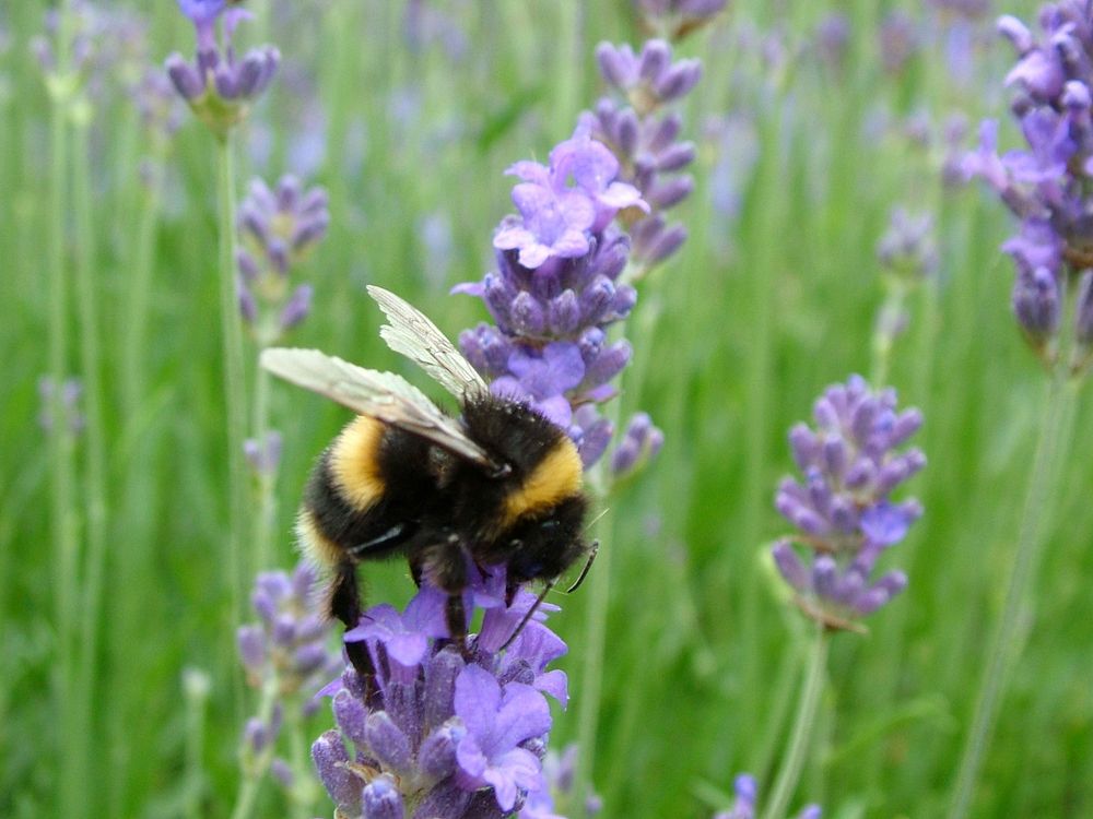 Bee and lavender. Free public domain CC0 photo.