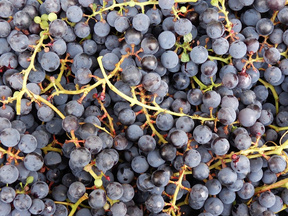 Closeup on pile of red grapes. Free public domain CC0 photo.