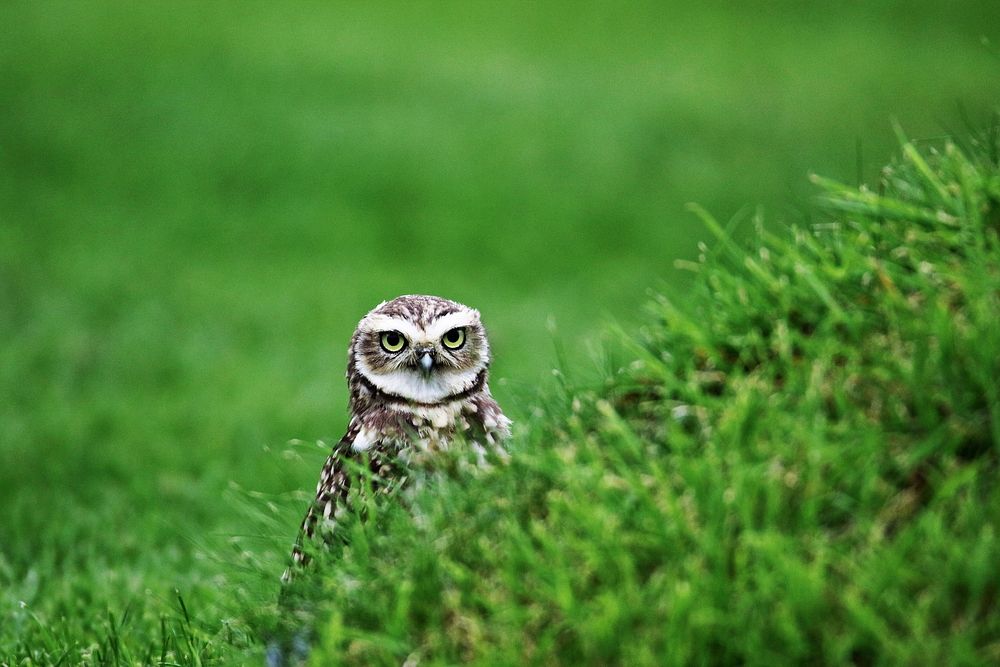 Burrowing owl peeking through grass. Free public domain CC0 photo.
