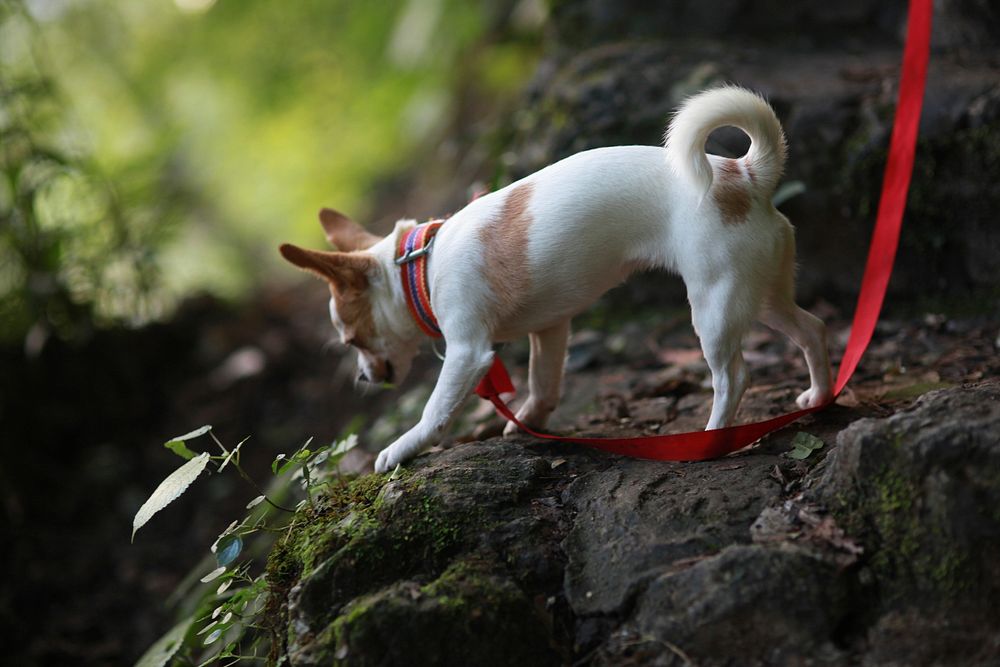 Chihuahua wirh red leash. Free public domain CC0 photo.
