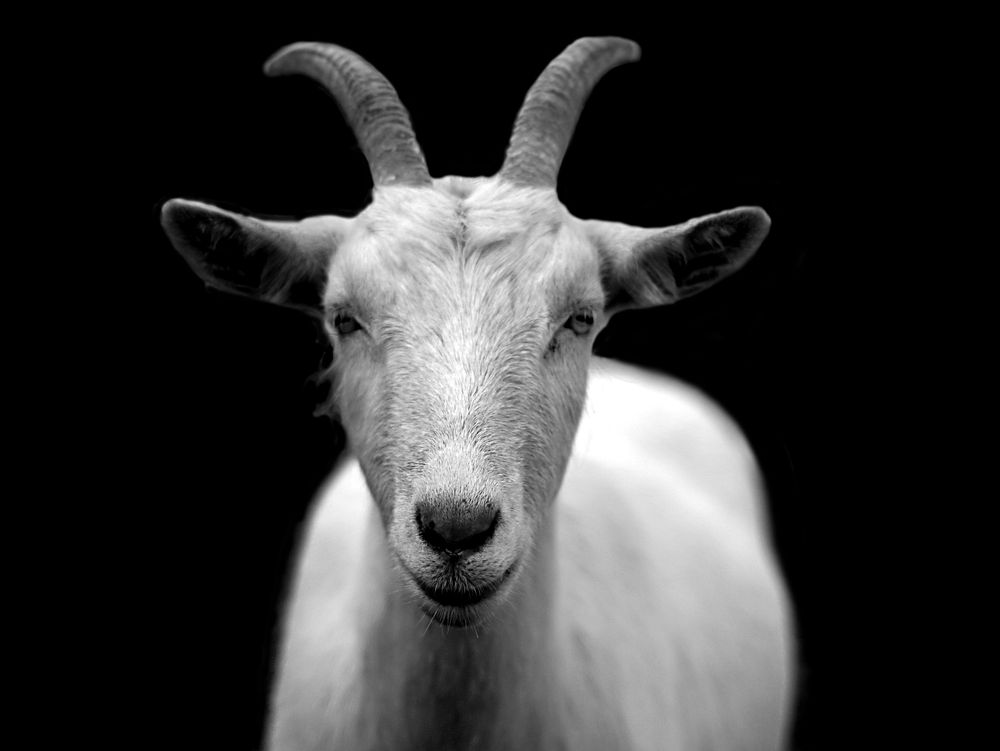 Goat black and white photo. Free public domain CC0 image.