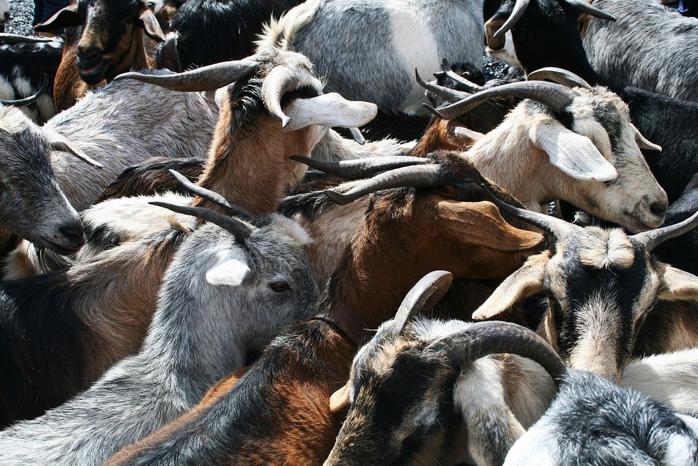 Goats. Free public domain CC0 image.