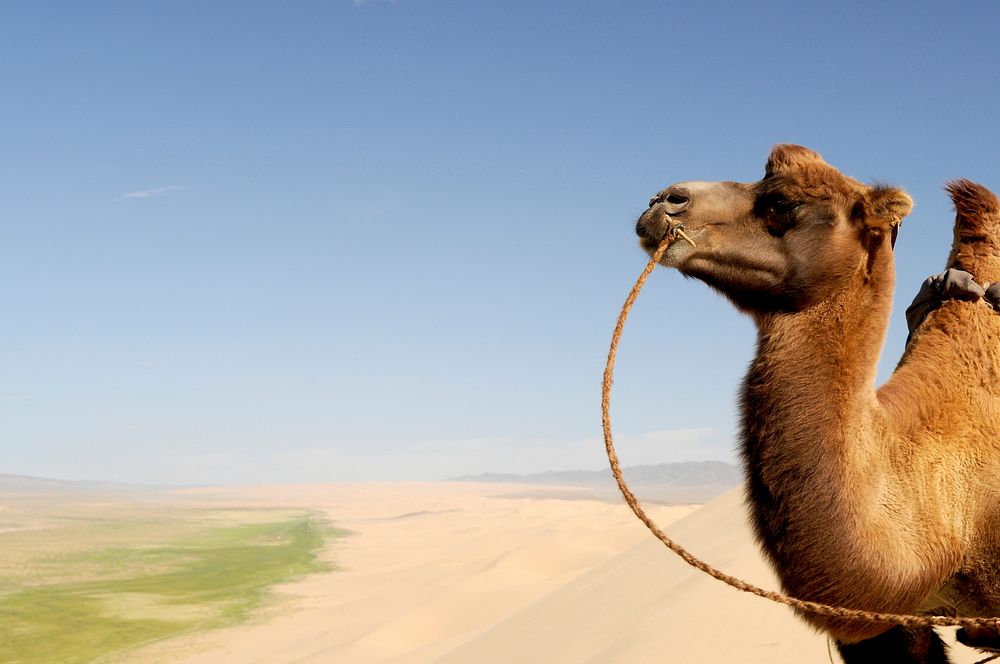 Camel in desert. Free public domain CC0 photo.