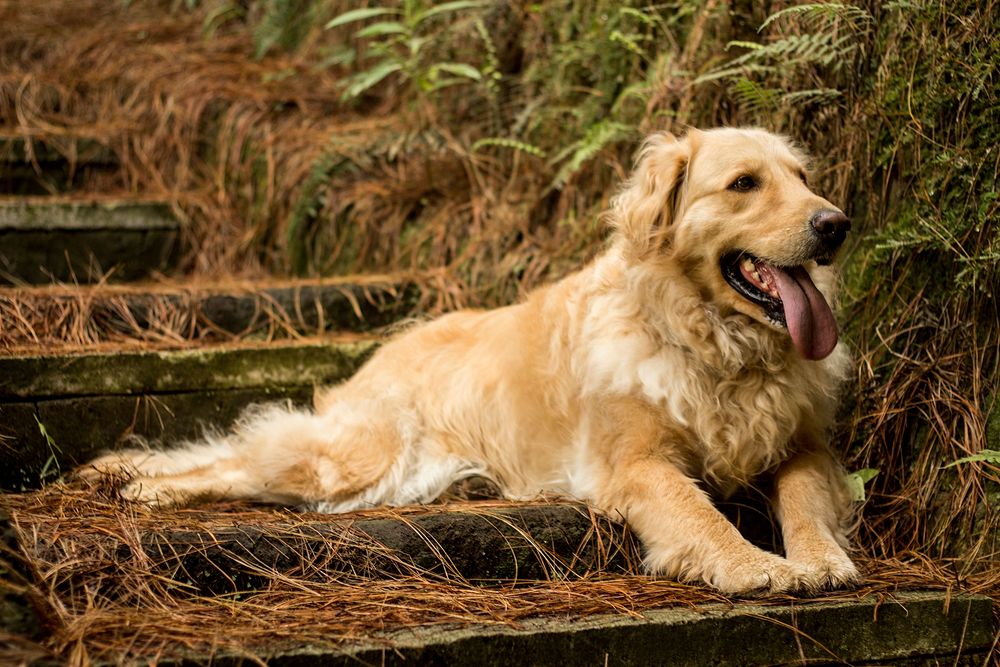 Golden retriever. Free public domain CC0 photo.