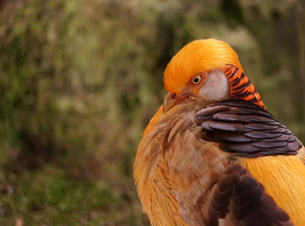 Golden pheasant, bird photography. Free public domain CC0 image.