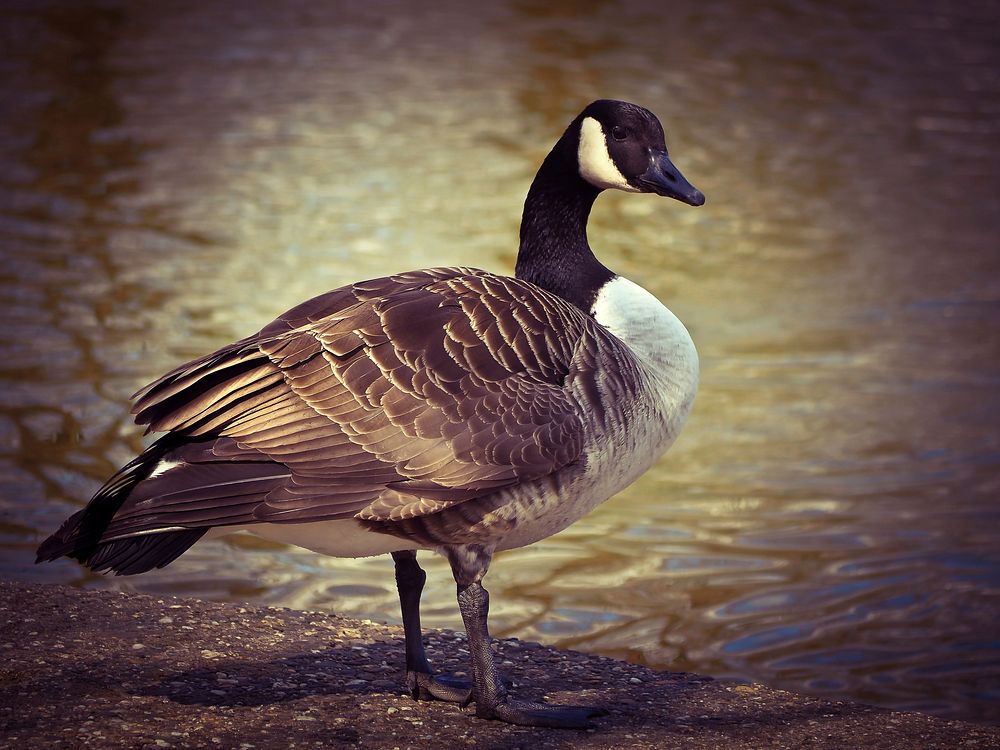 Standing Canada goose close up. Free public domain CC0 photo.