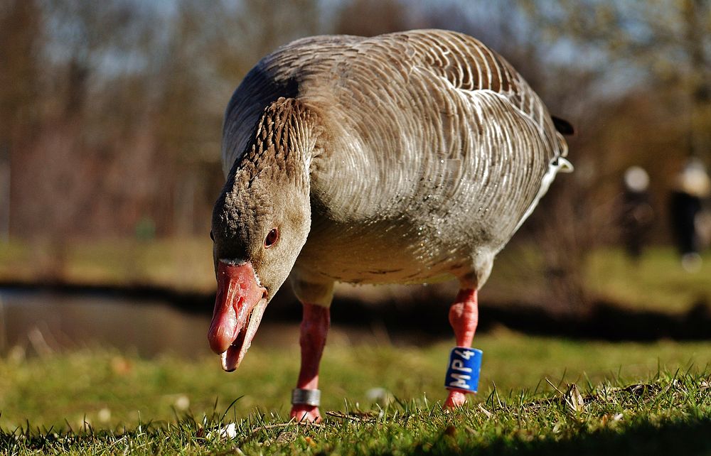 Greylag goose close up. Free public domain CC0 photo.