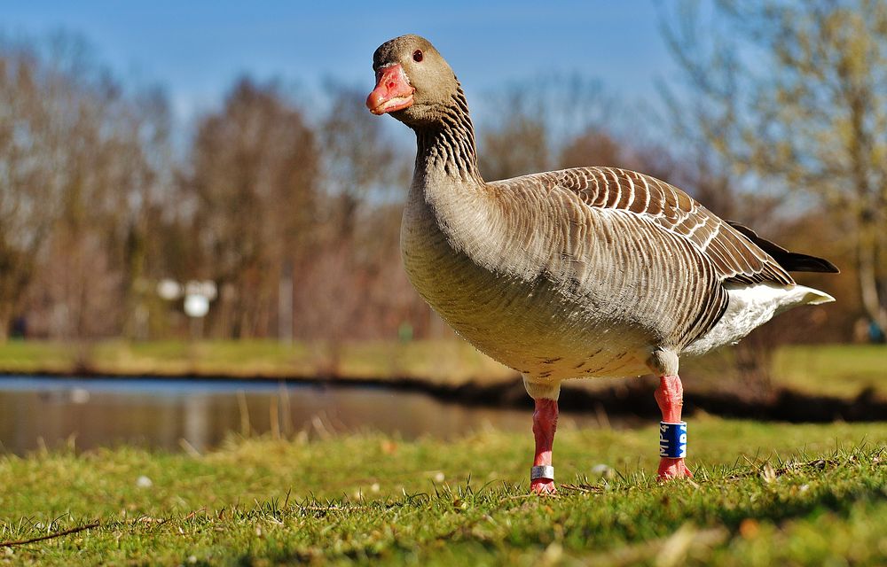 Greylag goose close up. Free public domain CC0 photo.