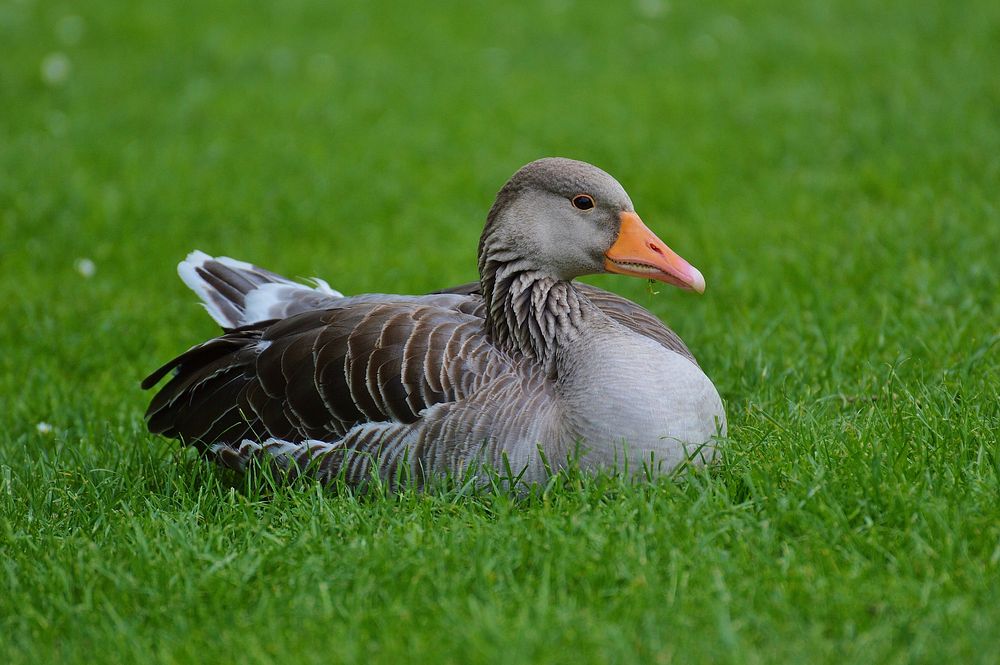 Sitting toulouse goose close up. Free public domain CC0 image.
