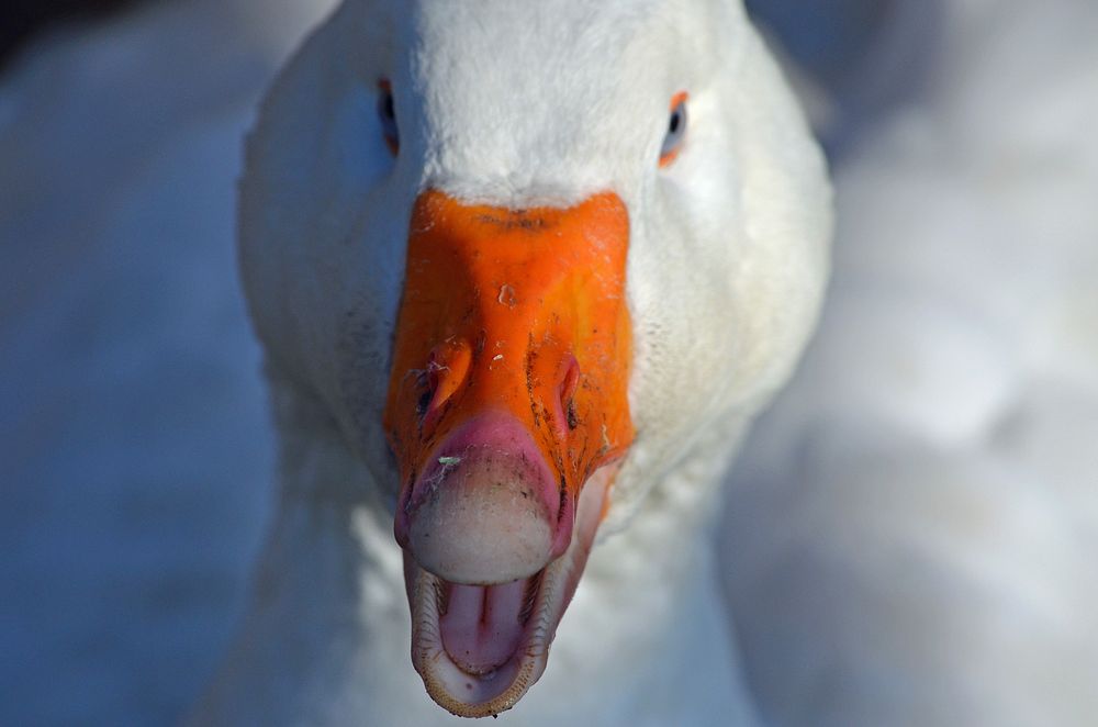 White domestic goose quacking. Free public domain CC0 image.